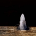 whale_humpback_v_00356_dom2403rv.jpg